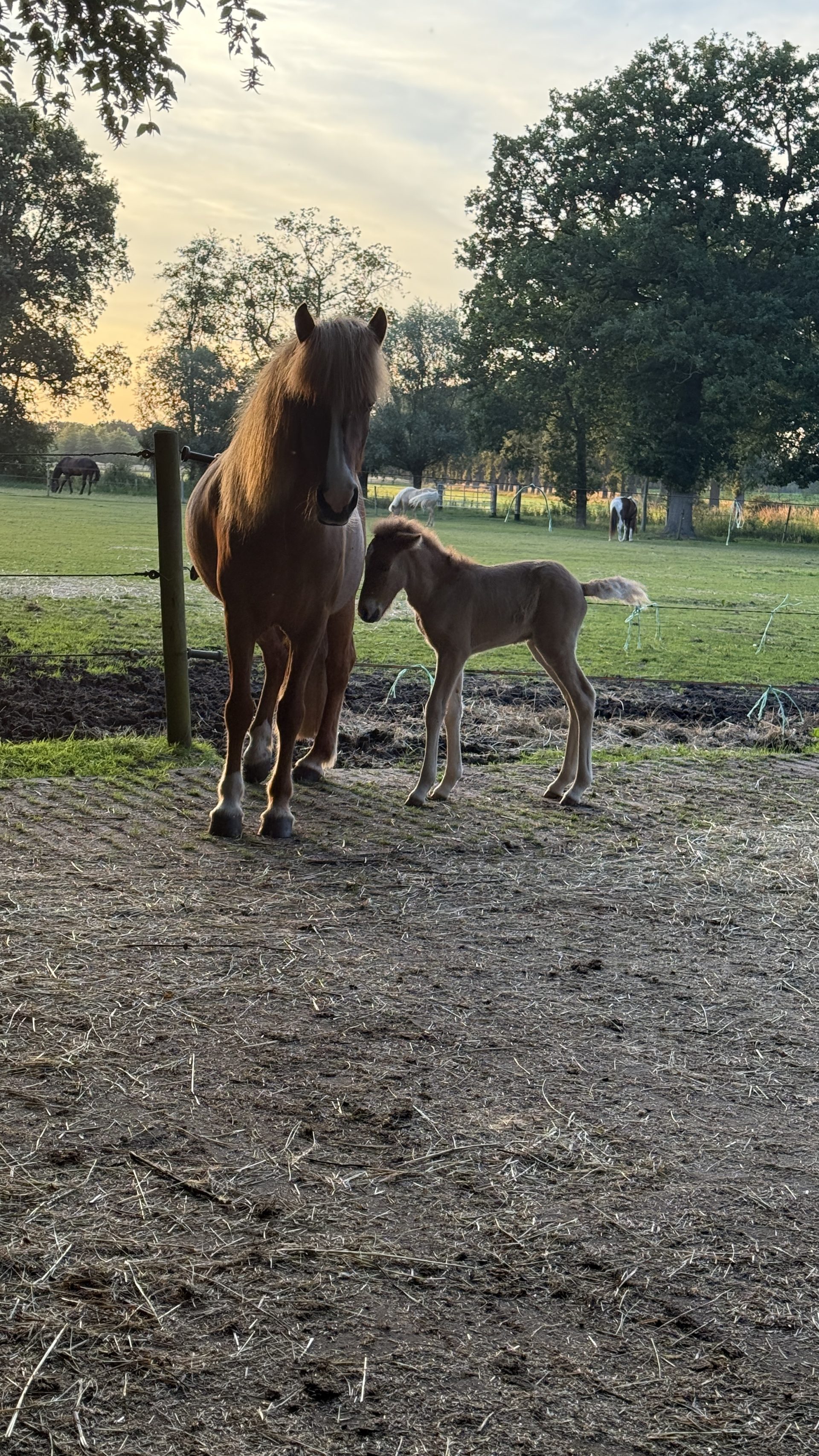 Natuurkampeerterrein 't Beekdal, Ginderdoorstraat, Chaam, Nederland